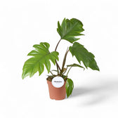 Philodendron mayoi – Topfpflanze im Kulturtopf vor weißem Hintergrund, Produktfoto 7.