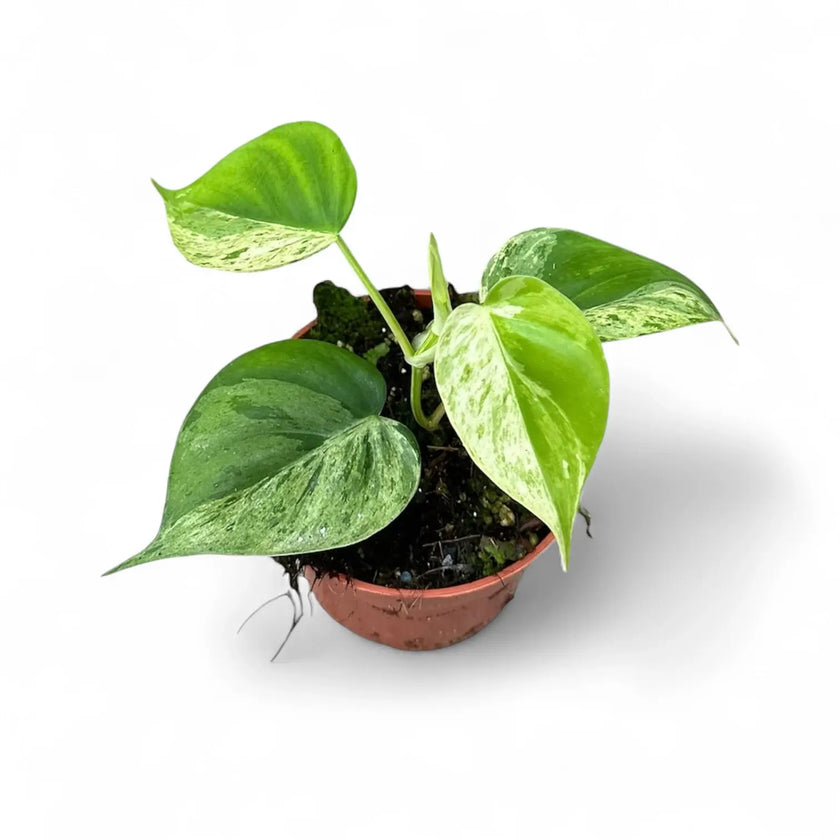 Philodendron hederaceum var. oxycardium variegata potted houseplant in nursery pot on white background, product photo 2.