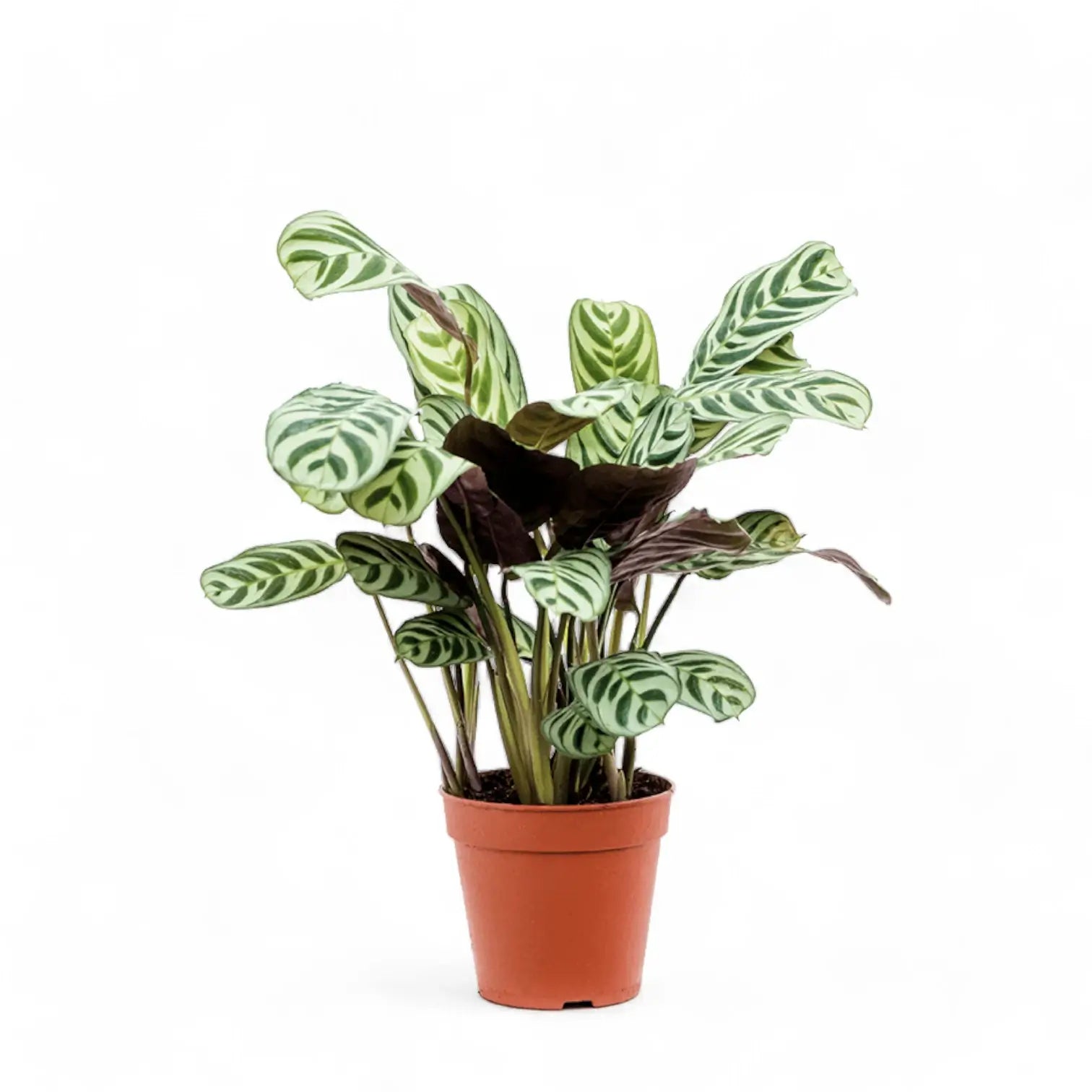 Ctenanthe burle-marxii als Topfpflanze im Kulturtopf vor weißem Hintergrund, Produktfoto 4.