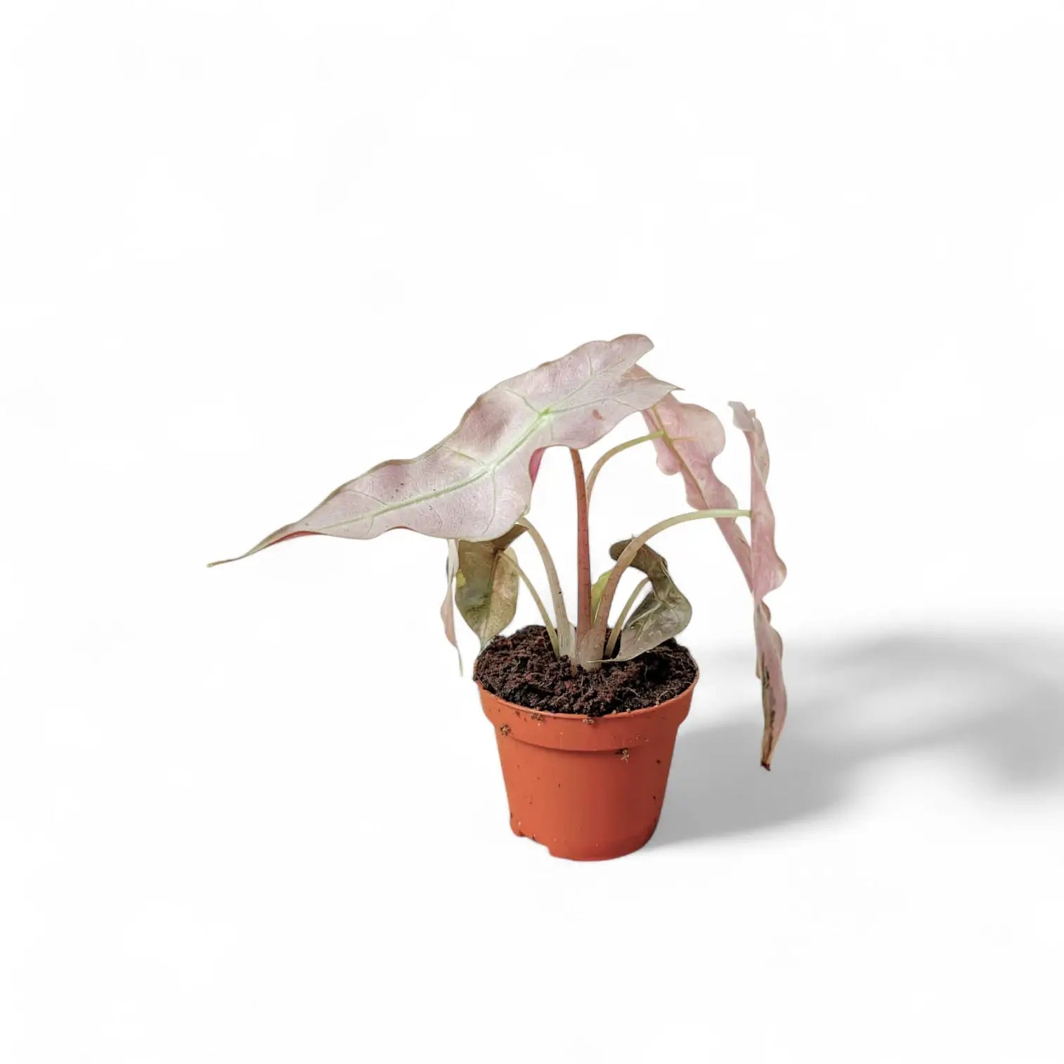 Alocasia 'Polly' Albo/ Pink Variegata – Zimmerpflanze im Kulturtopf auf weißem Hintergrund, Produktfoto 10.