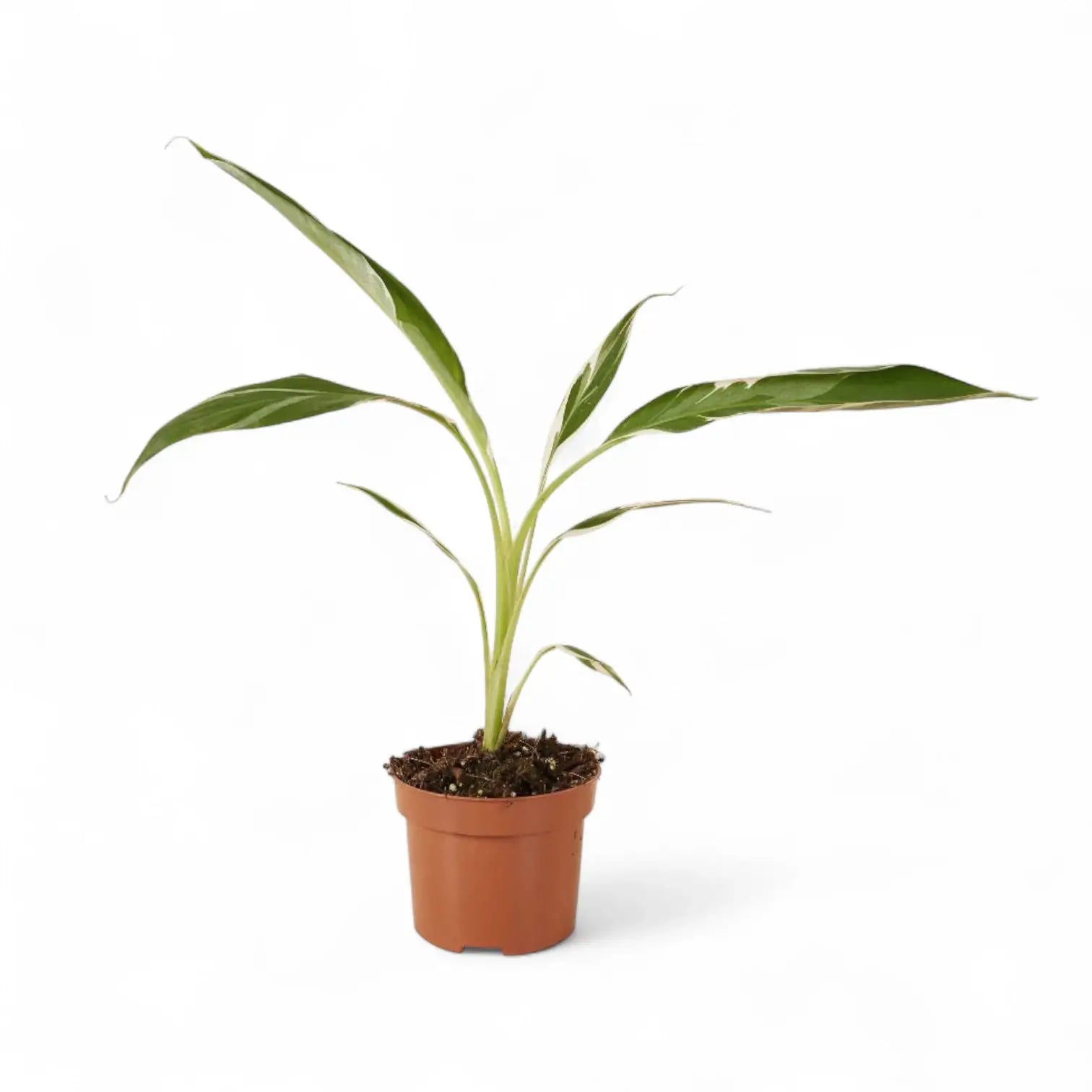 Musa × paradisiaca 'Ae Ae' potted houseplant in nursery pot on white background, product photo 5.