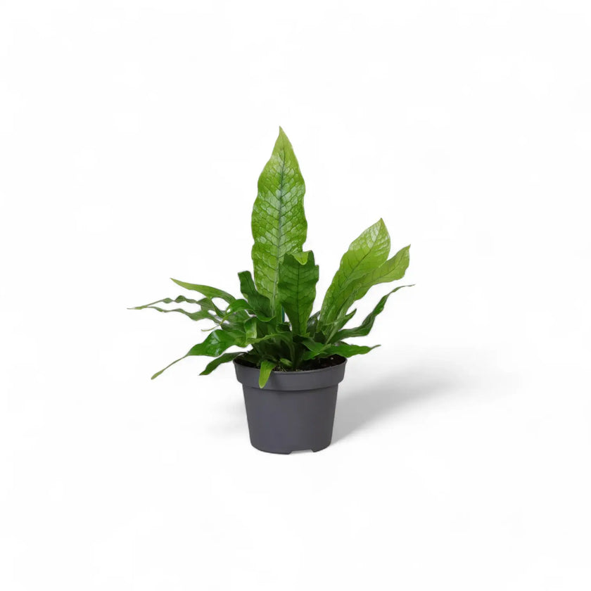 Microsorum musifolium 'Crocodyllus' potted houseplant in nursery pot on white background, product photo 2.