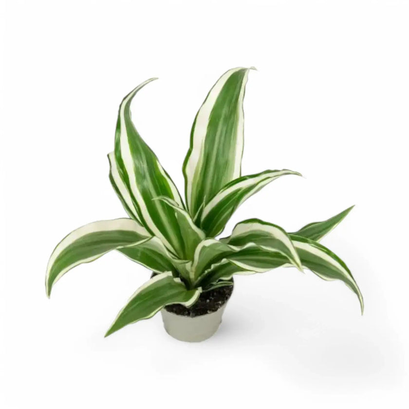 Dracaena fragrans ‘Warneckii’ – Topfpflanze im Kulturtopf vor weißem Hintergrund, Produktfoto 2.