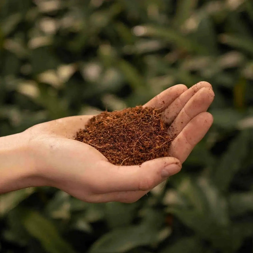 Coco Coir on white background, product photo 3.