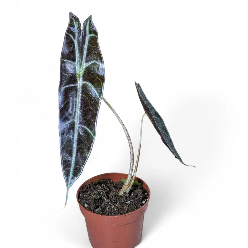 Alocasia longiloba 'Purple' potted houseplant in nursery pot on white background, product photo 3.