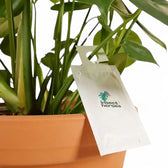 Amblyseius swirskii – Biologische Bekämpfung gegen Thripse & Weiße Fliegen vor weißem Hintergrund, Produktfoto 3.