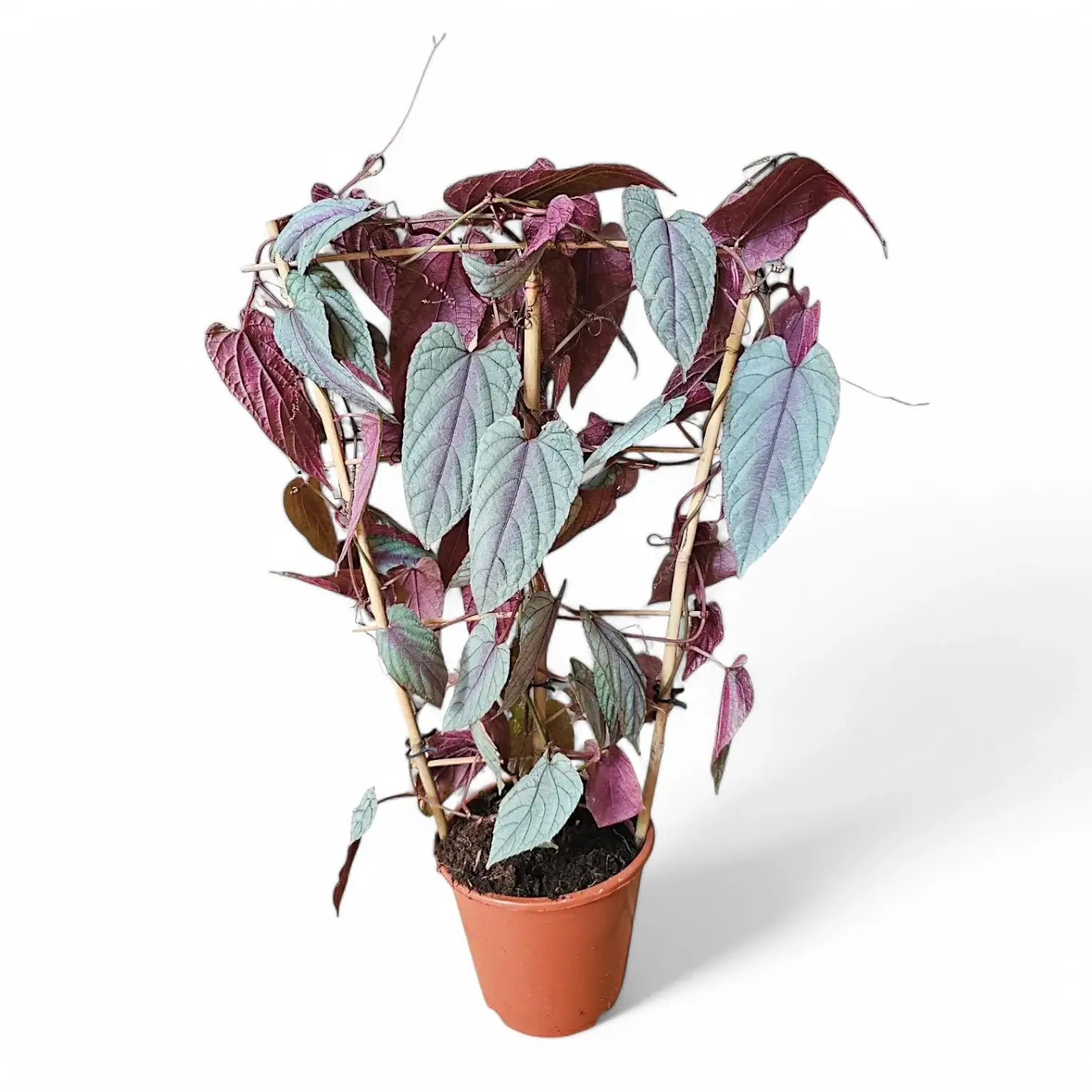 Cissus discolor 'Violet Vine' – Zimmerpflanze im Kulturtopf auf weißem Hintergrund, Produktfoto 6.