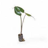 Alocasia macrorrhizos 'Stingray' – Topfpflanze im Kulturtopf vor weißem Hintergrund, Produktfoto 4.