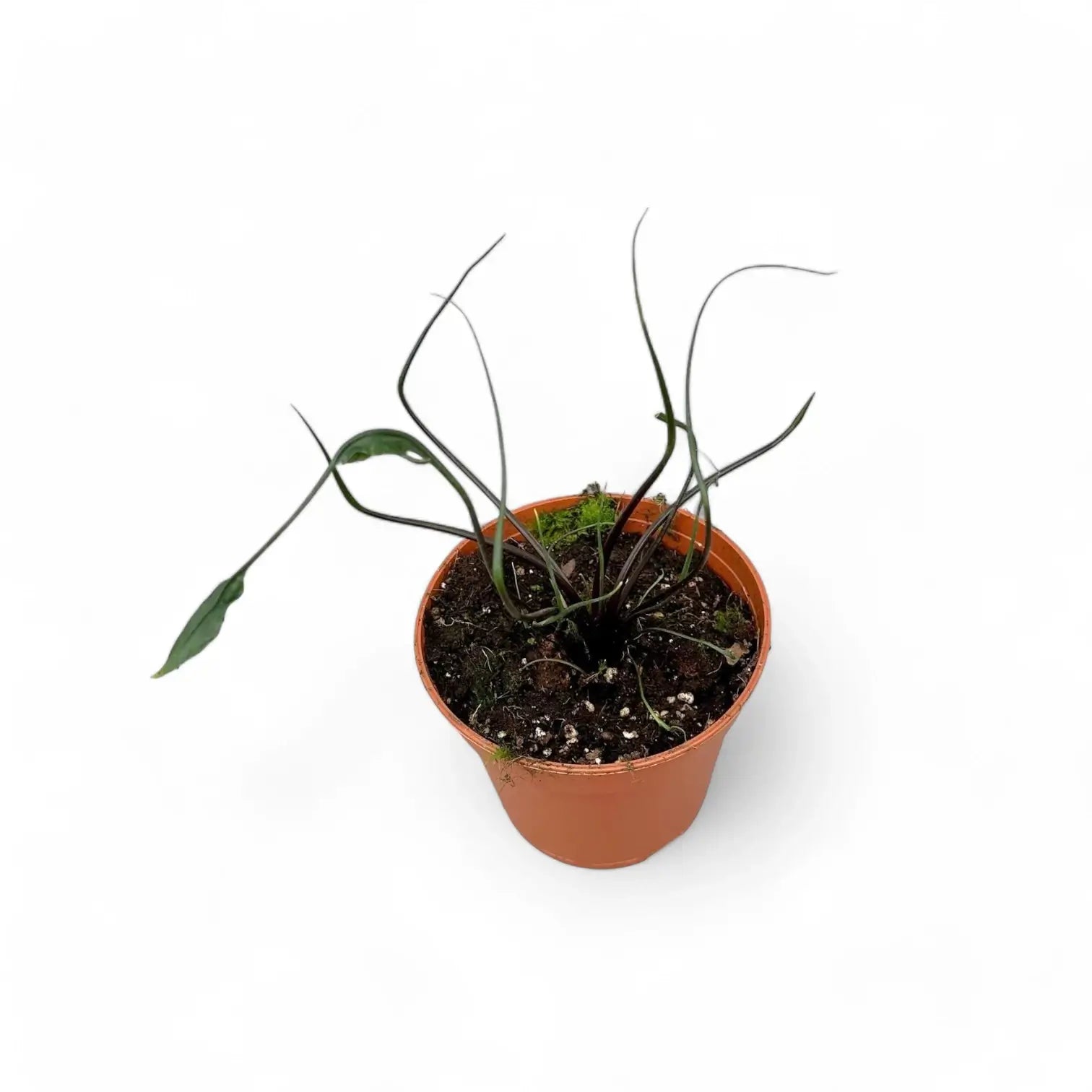 Alocasia macrorrhizos 'Flying Squid' – Topfpflanze im Kulturtopf vor weißem Hintergrund, Produktfoto 4.