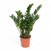 Zamioculcas zamiifolia – Zimmerpflanze im Kulturtopf auf weißem Hintergrund, Produktfoto 7.