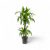 Dracaena fragrans 'Janet Craig' – Topfpflanze im Kulturtopf vor weißem Hintergrund, Produktfoto 7.
