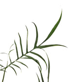 Philodendron polypodioides potted houseplant in nursery pot on white background, product photo 11.