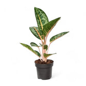 Aglaonema 'Orange Flame' potted houseplant in nursery pot on white background, product photo 2.
