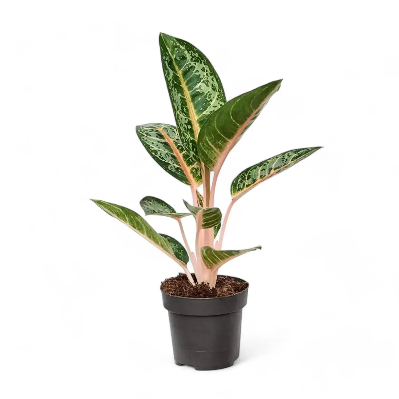 Aglaonema 'Orange Flame' potted houseplant in nursery pot on white background, product photo 2.