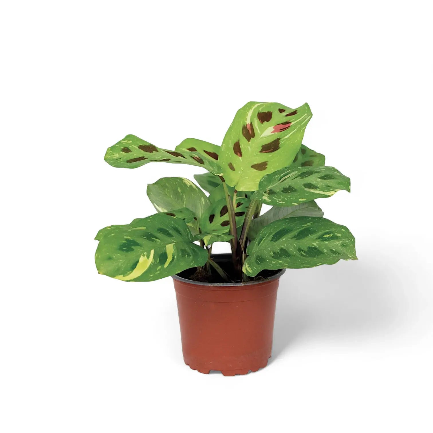 Maranta leuconeura 'Kerchoveana variegata' ('Beauty Kim', 'Fiesta') potted houseplant in nursery pot on white background, product photo 5.