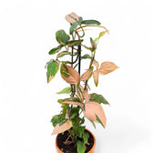 Syngonium podophyllum 'Red Spot' ('Pink splash') – Zimmerpflanze im Kulturtopf auf weißem Hintergrund, Produktfoto 9.