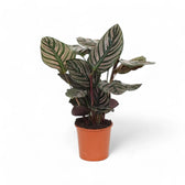 Goeppertia (Calathea) ornata – Topfpflanze im Kulturtopf vor weißem Hintergrund, Produktfoto 3.