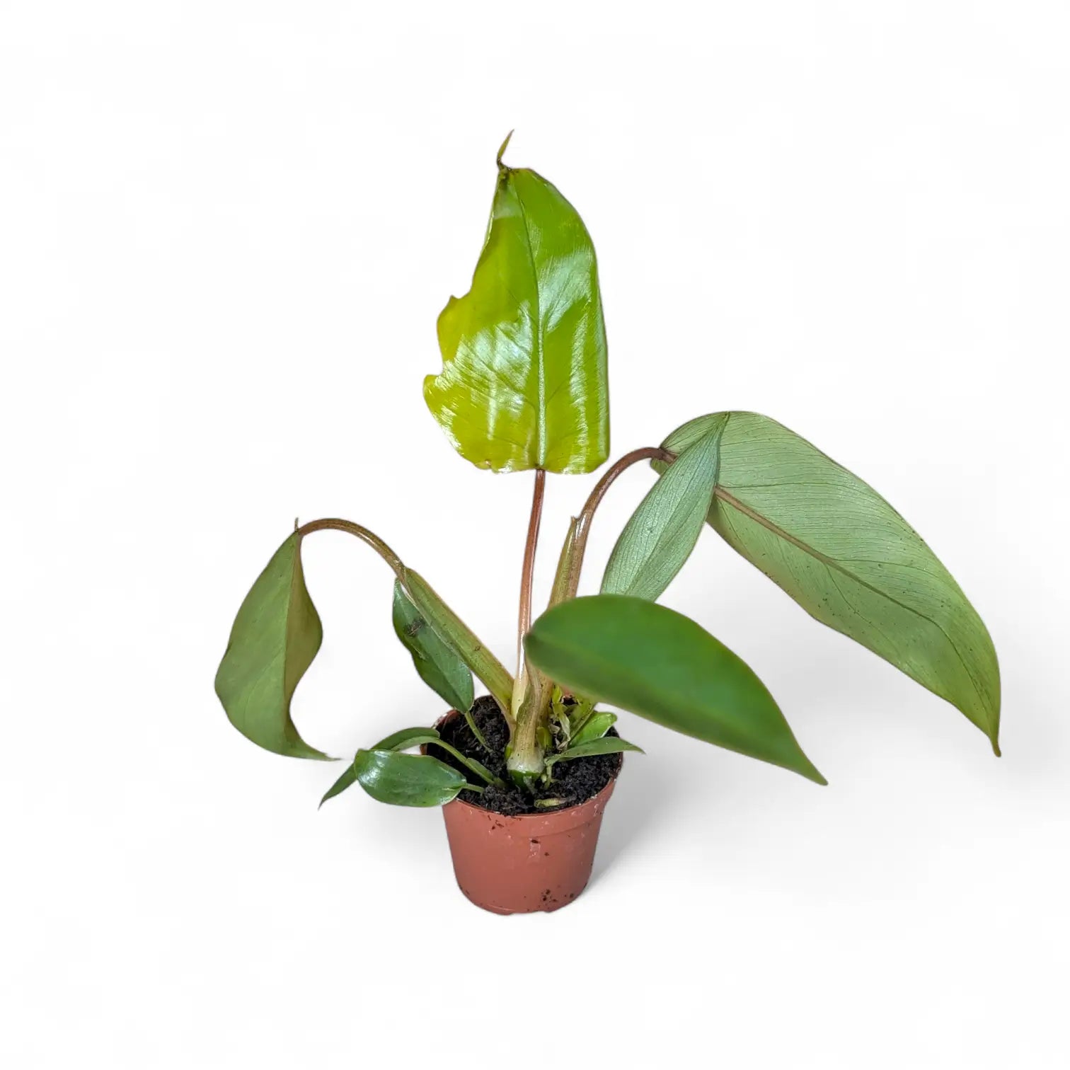 Philodendron mayoi – Topfpflanze im Kulturtopf vor weißem Hintergrund, Produktfoto 2.