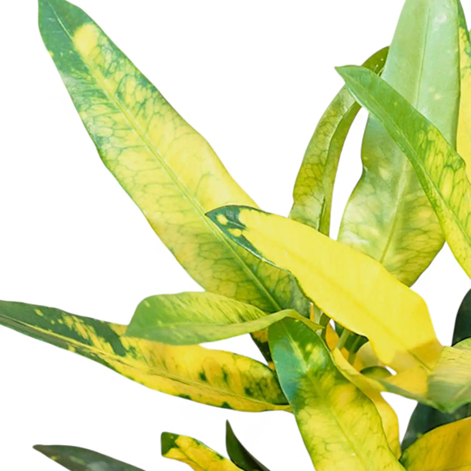 Codiaeum variegatum 'Sunny Star' leaf close-up on white background.