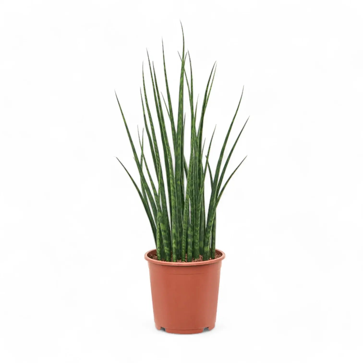 Dracaena (Sansevieria) bacularis 'Fernwood Mikado' potted houseplant in nursery pot on white background, product photo 6.