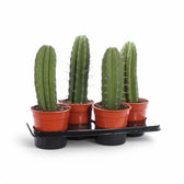 Polaskia chichipe – Topfpflanze im Kulturtopf vor weißem Hintergrund, Produktfoto 5.