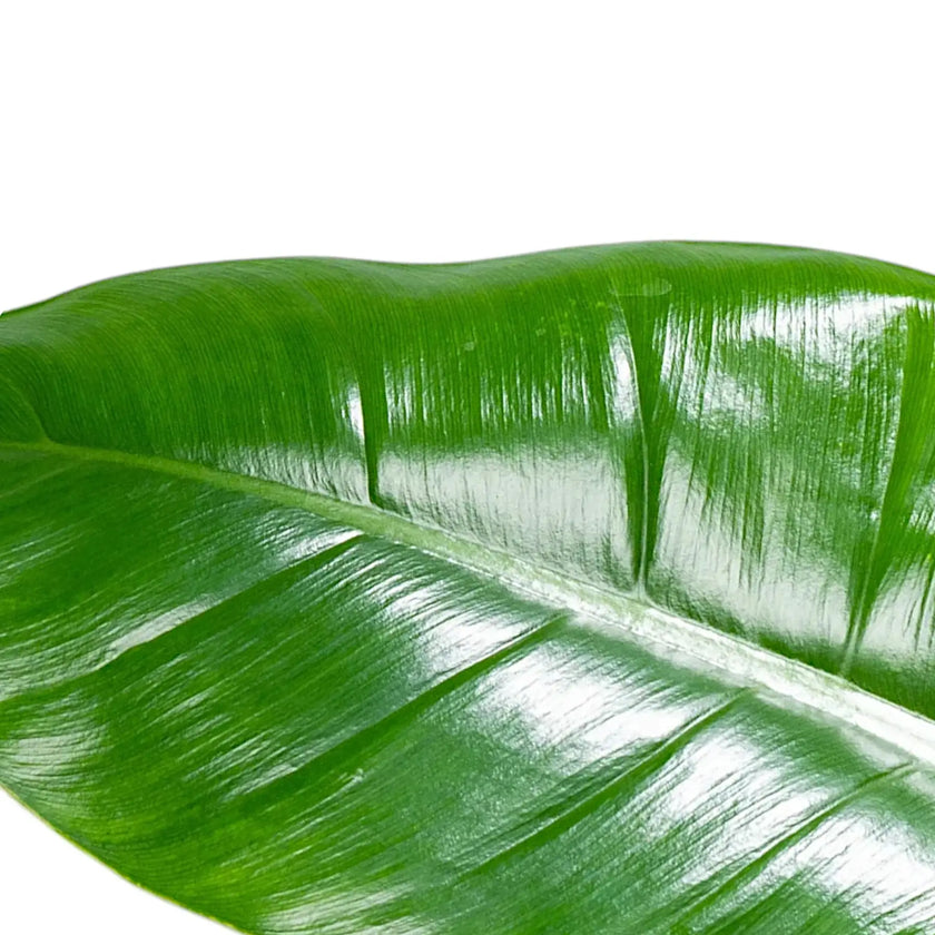 Philodendron 'Imperial Green' leaf close-up on white background.