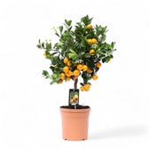 Citrus × microcarpa 'Calamondin' potted houseplant in nursery pot on white background, product photo 5.