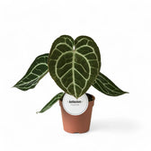 Anthurium crystallinum potted houseplant in nursery pot on white background, product photo 10.