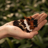 Syngonium-Substratmischung auf weißem Hintergrund, Produktfoto 2.