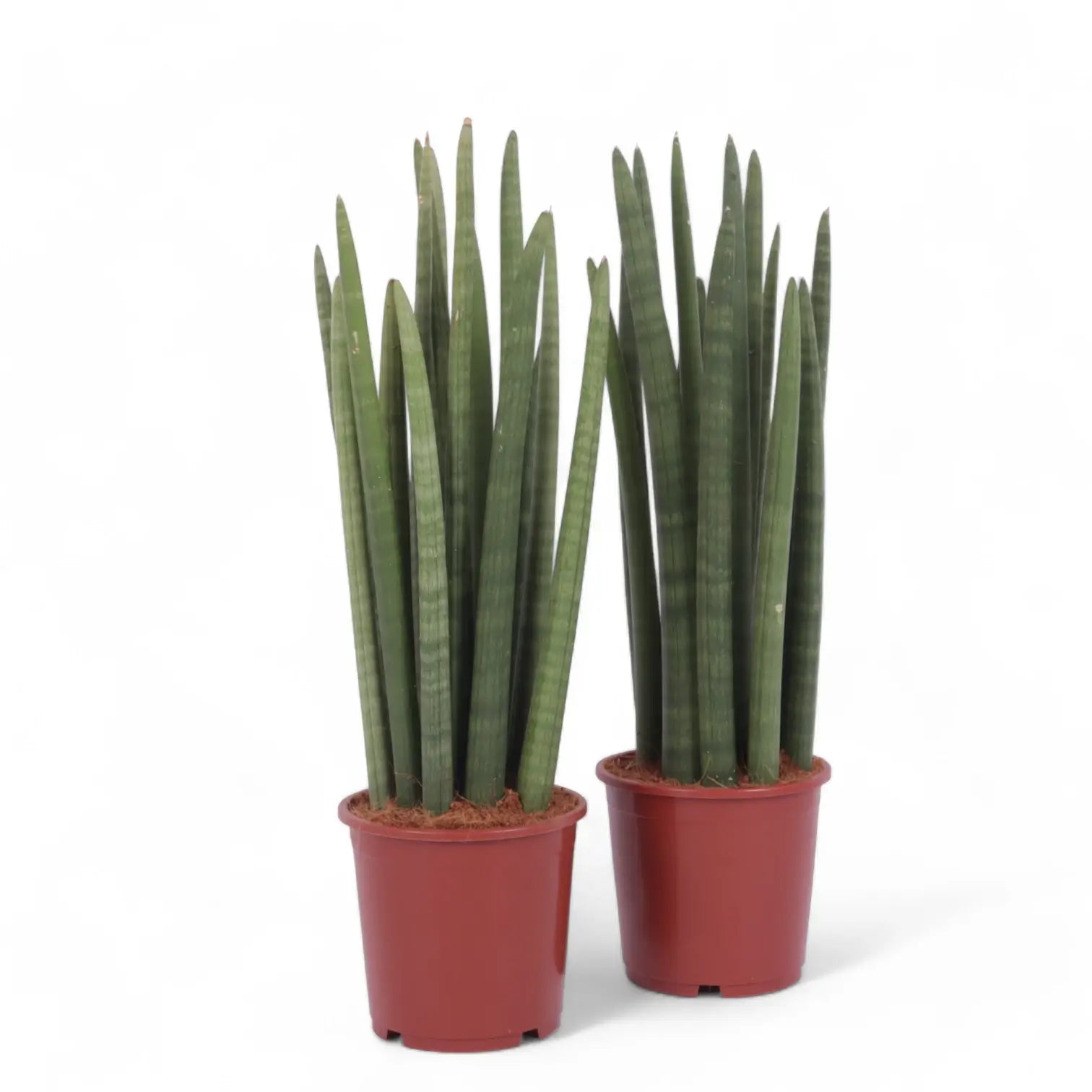 Dracaena angolensis (Sansevieria cylindrica) potted houseplant in nursery pot on white background, product photo 4.