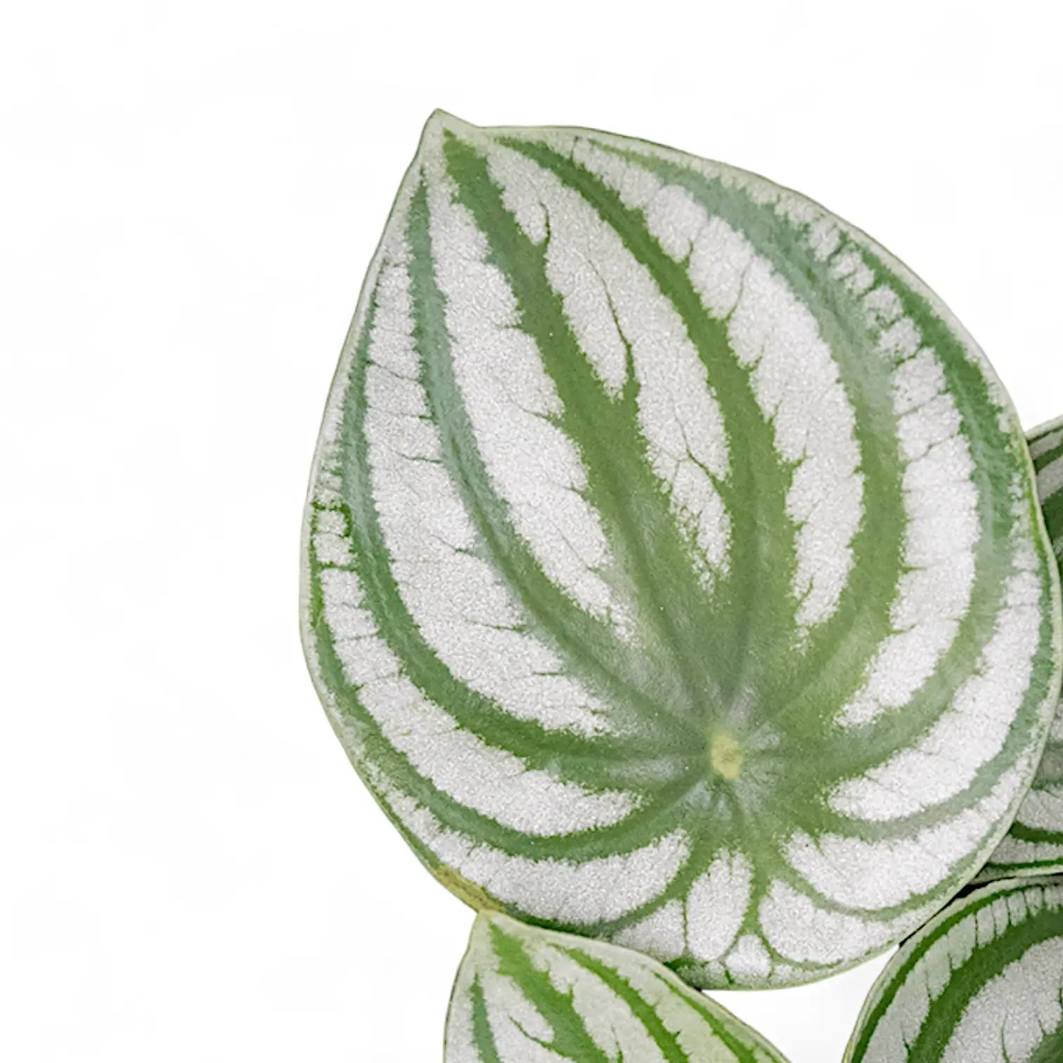 Peperomia argyreia potted houseplant in nursery pot on white background, product photo 4.