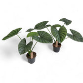Alocasia 'Lukiwan' (sinuata x alba) potted houseplant in nursery pot on white background, product photo 10.
