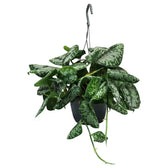 Scindapsus pictus 'Exotica' – Zimmerpflanze im Kulturtopf auf weißem Hintergrund, Produktfoto 5.