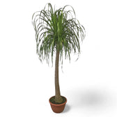 Beaucarnea recurvata – Zimmerpflanze im Kulturtopf auf weißem Hintergrund, Produktfoto 14.