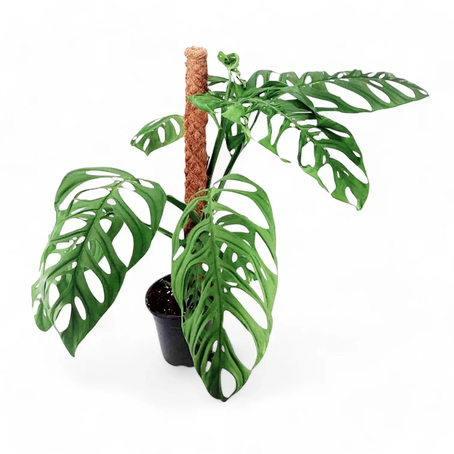 Monstera 'Esqueleto' – Zimmerpflanze im Kulturtopf auf weißem Hintergrund, Produktfoto 9.