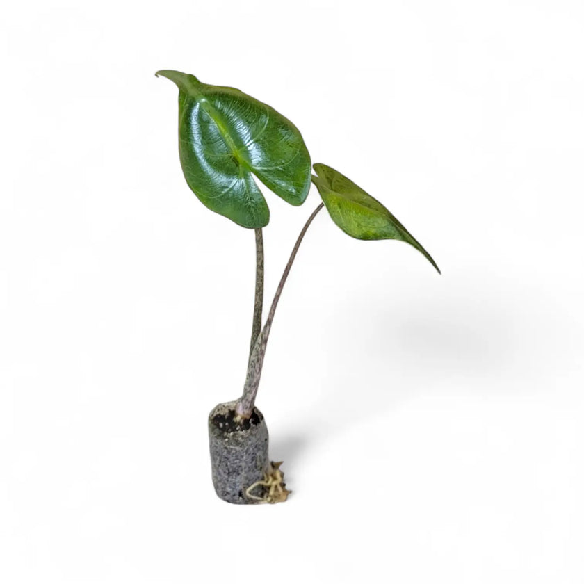 Alocasia macrorrhizos 'Stingray' potted houseplant in nursery pot on white background, product photo 3.