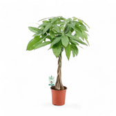 Pachira aquatica – Zimmerpflanze im Kulturtopf auf weißem Hintergrund, Produktfoto 11.