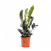 Zamioculcas zamiifolia 'Raven' potted houseplant in nursery pot on white background, product photo 5.