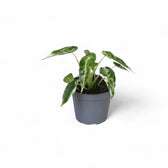 Alocasia 'Bambino Arrow' Albo-Variegata potted houseplant in nursery pot on white background, product photo 2.