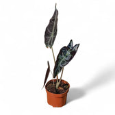 Alocasia longiloba 'Purple' potted houseplant in nursery pot on white background, product photo 4.