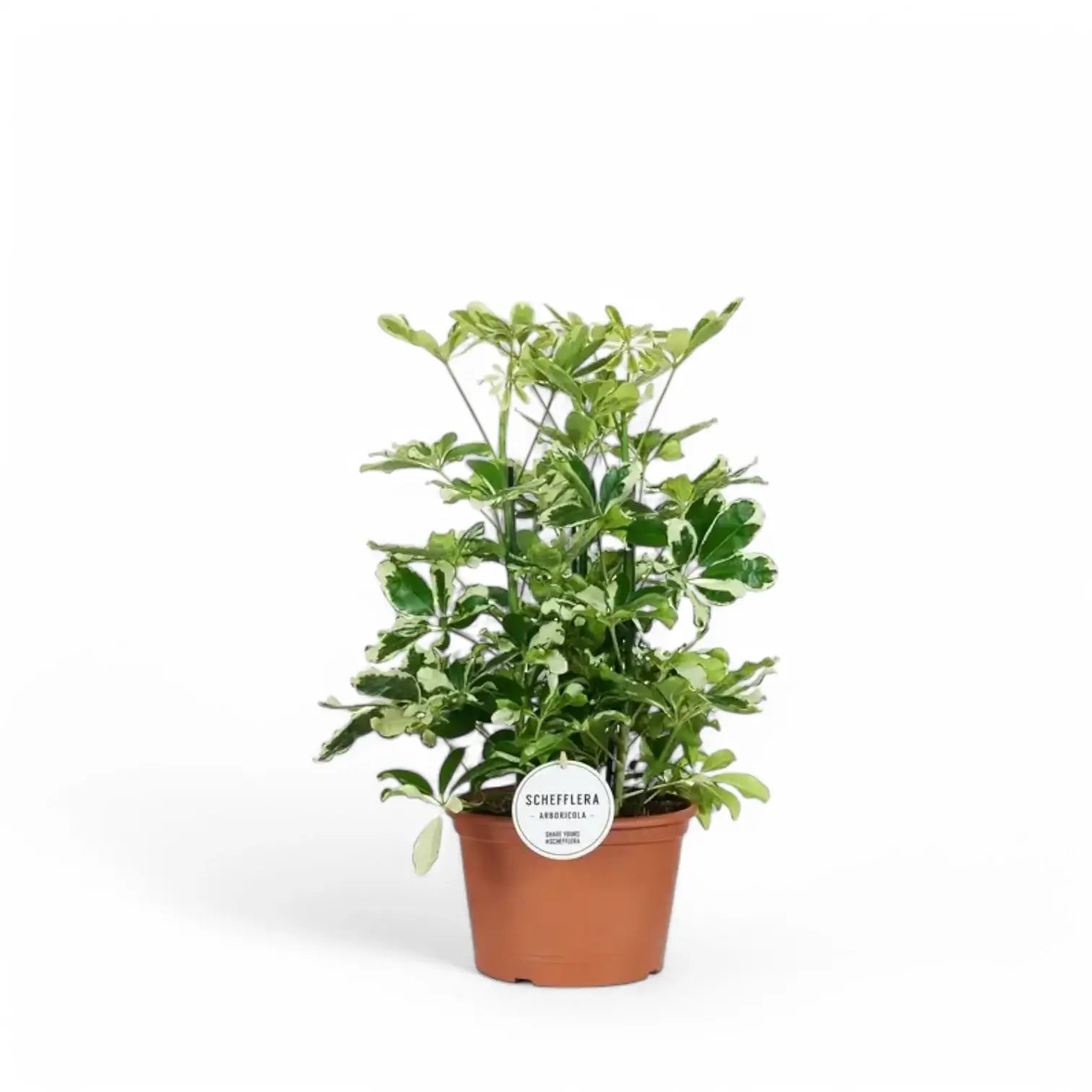 Heptapleurum (Schefflera) arboricola 'Charlotte' potted houseplant in nursery pot on white background, product photo 4.