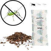 Adalia bipunctata – gegen Blattläuse, Hauptproduktfoto vor weißem Hintergrund.