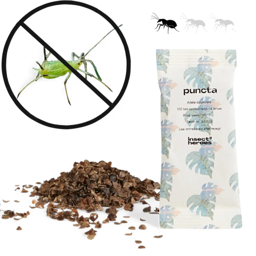 Adalia bipunctata - against Aphids main product photo on white background.