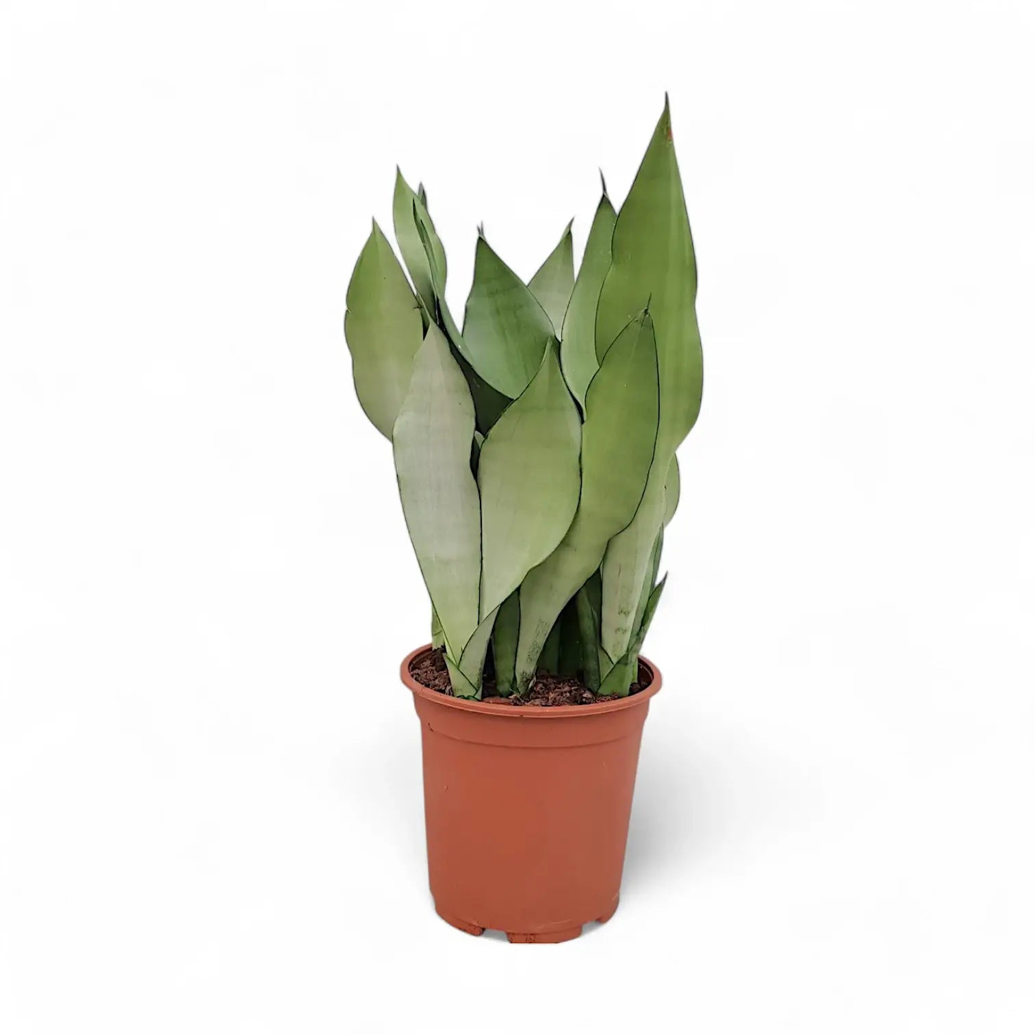 Dracaena (Sansevieria) trifasciata 'Moonshine' potted houseplant in nursery pot on white background, product photo 7.