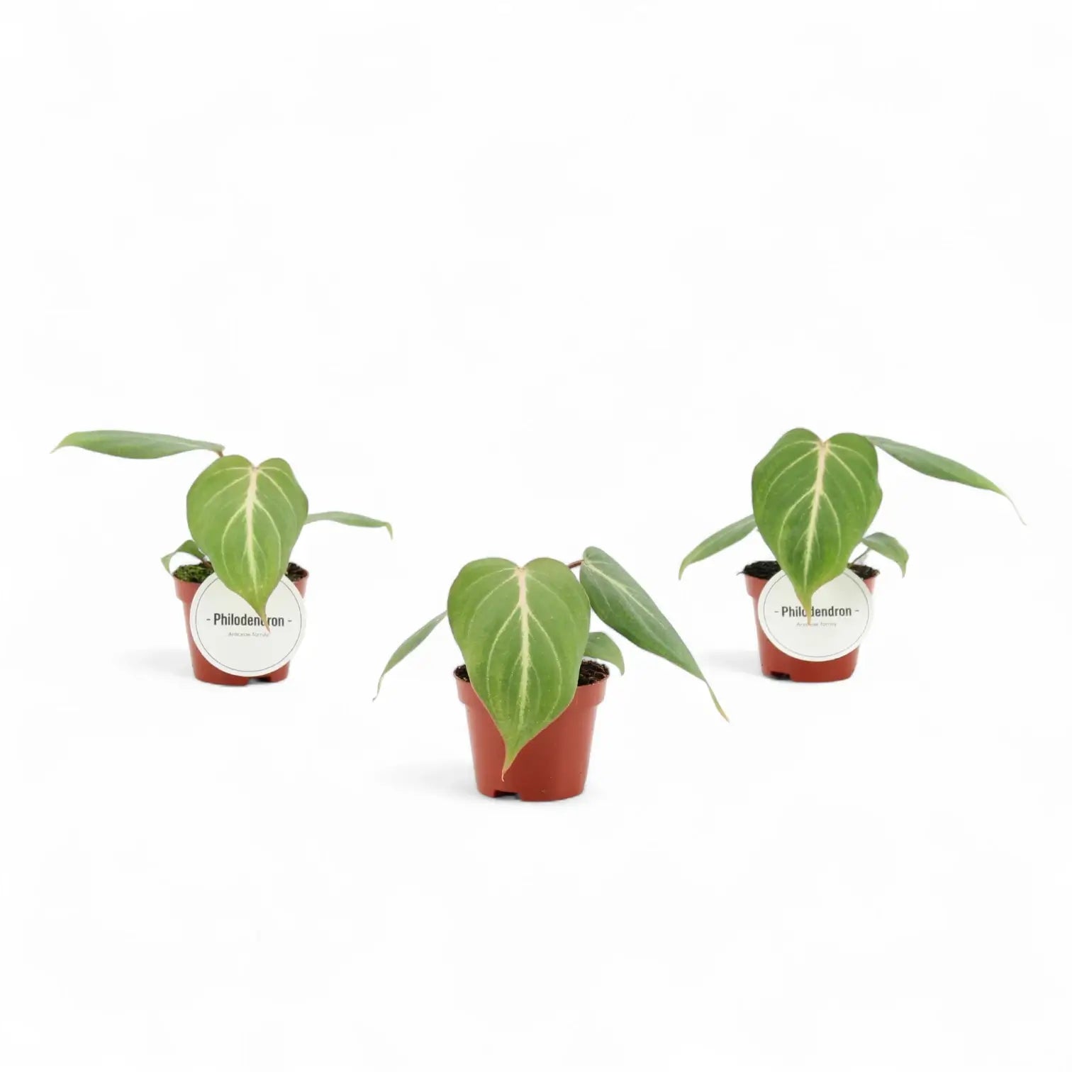 Philodendron gloriosum – Topfpflanze im Kulturtopf vor weißem Hintergrund, Produktfoto 6.