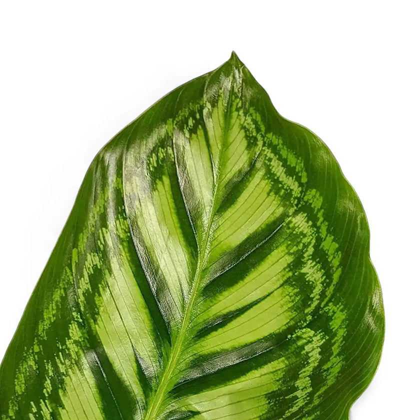 Goeppertia (Calathea) veitchiana 'Flamestar' potted houseplant in nursery pot on white background, product photo 2.