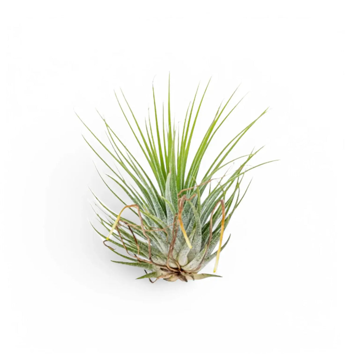 3 x Tillandsia Air Plants in Glass potted houseplant in nursery pot on white background, product photo 4.