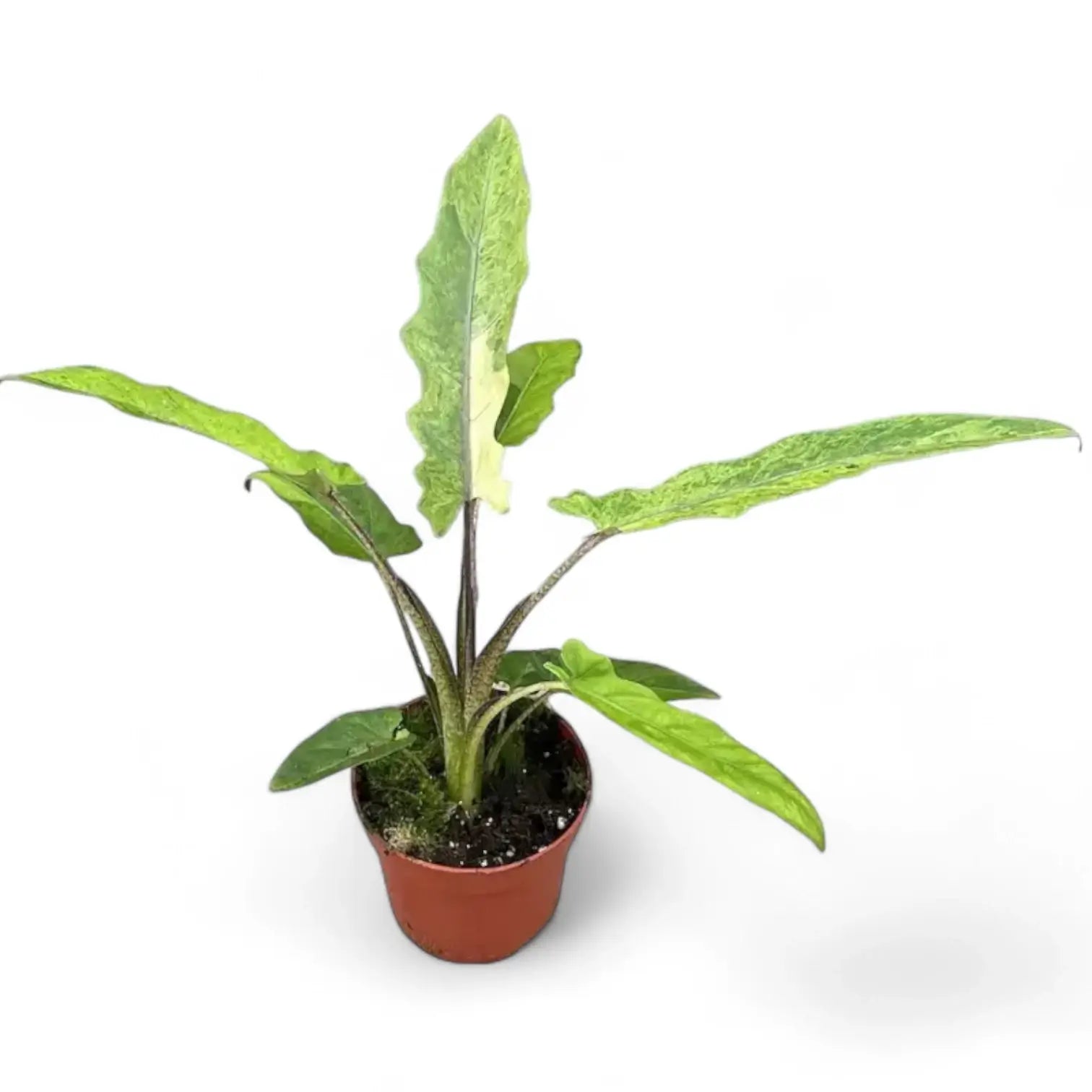 Alocasia lauterbachiana variegata potted houseplant in nursery pot on white background, product photo 3.
