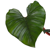 Nahaufnahme eines Blatts von Philodendron squamiferum x serpens vor weißem Hintergrund.