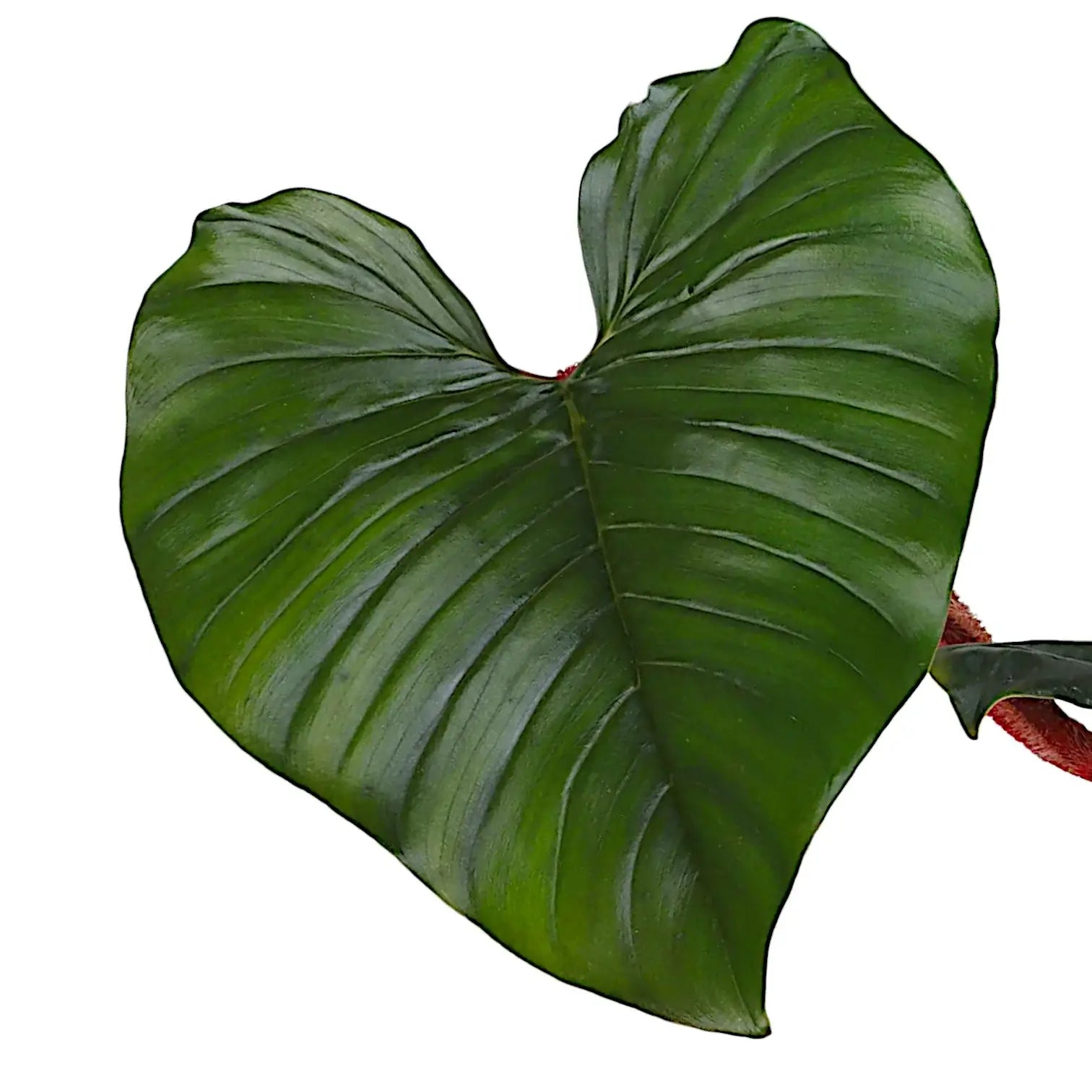 Nahaufnahme eines Blatts von Philodendron squamiferum x serpens vor weißem Hintergrund.